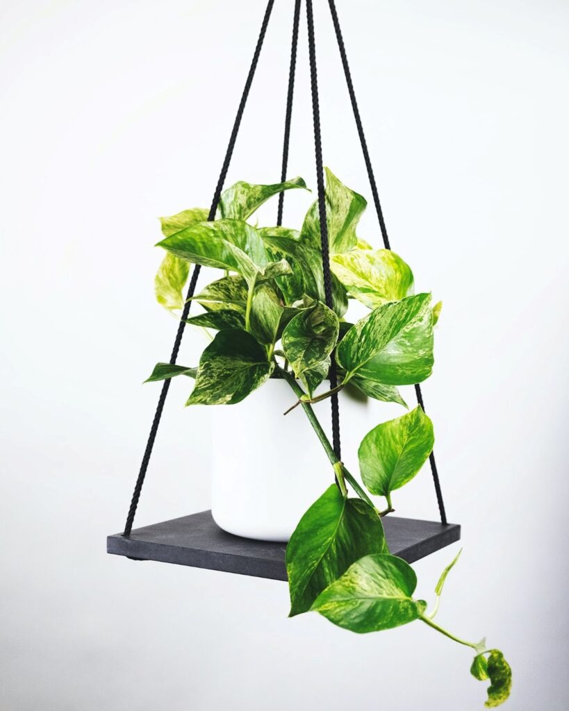 Pothos, indoor plants