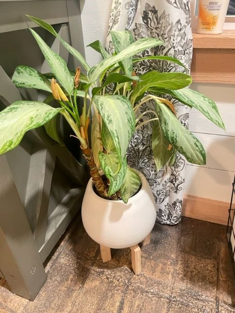 Indoor plants, potted peace lily