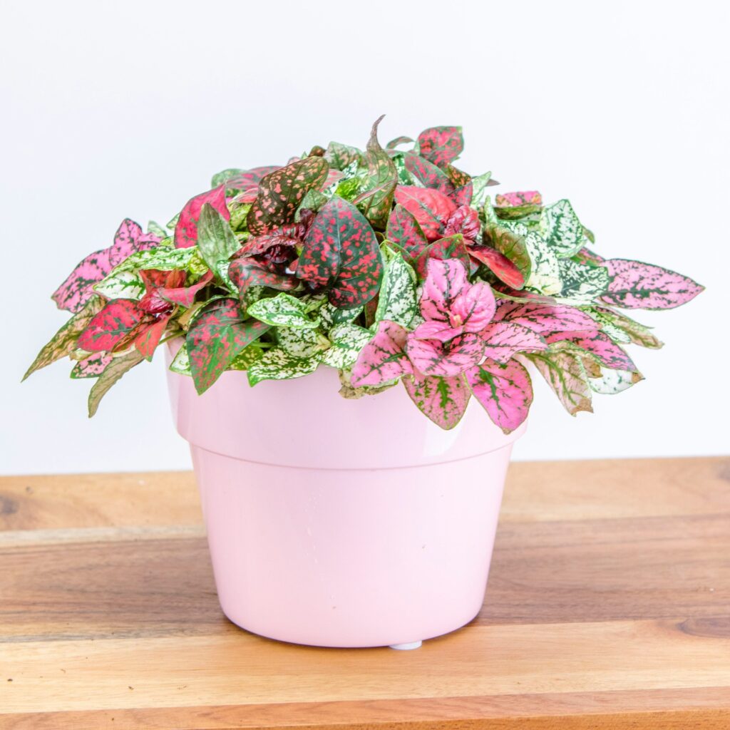 pink polka dot plant