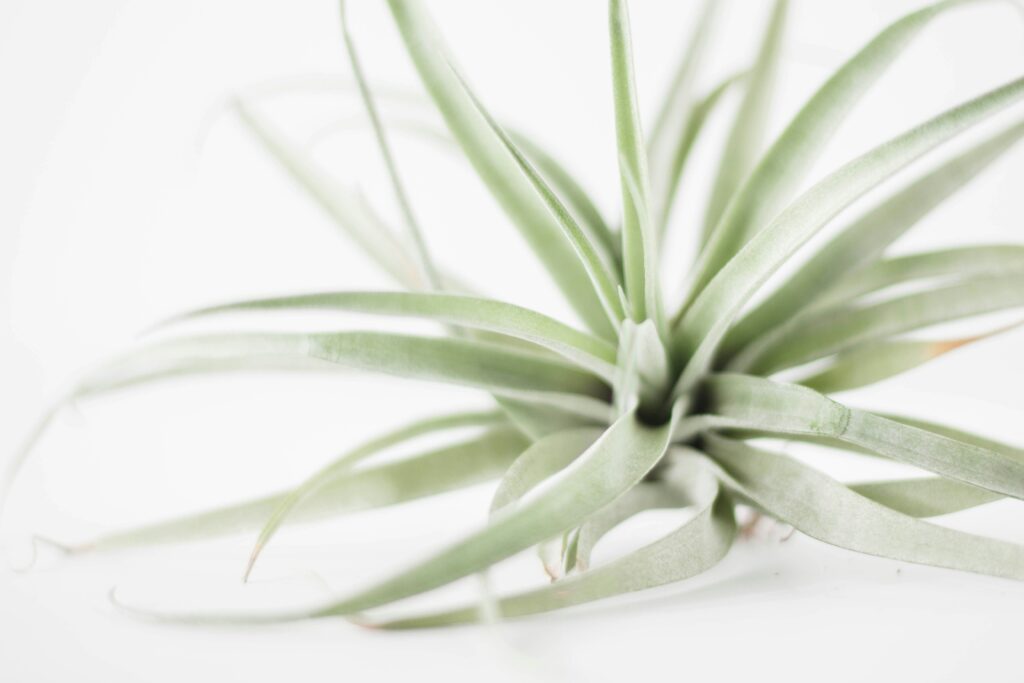 Air plants